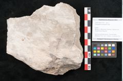 Foto (Objekt + Etikett) von Dictyopteris brongniarti Gutb. (NHMW-GEO-2024-0188-10778)